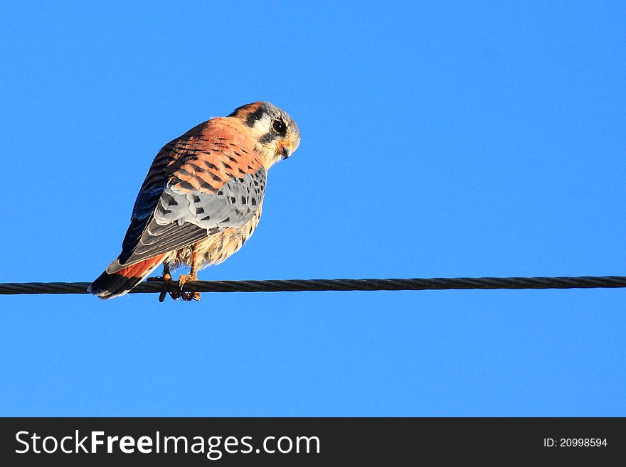 The American Kestrel is one of the smallest birds of prey in America. It feeds on small rodents, bugs and other small animals.