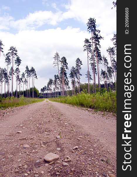 Gravel road in the forest. Old pine trees touching cloudy sky. Gravel road in the forest. Old pine trees touching cloudy sky.