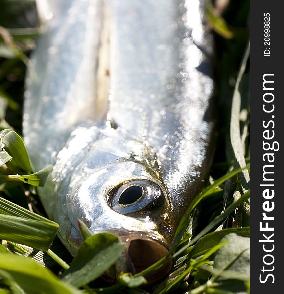 Photo of fresh fish on a green grass
