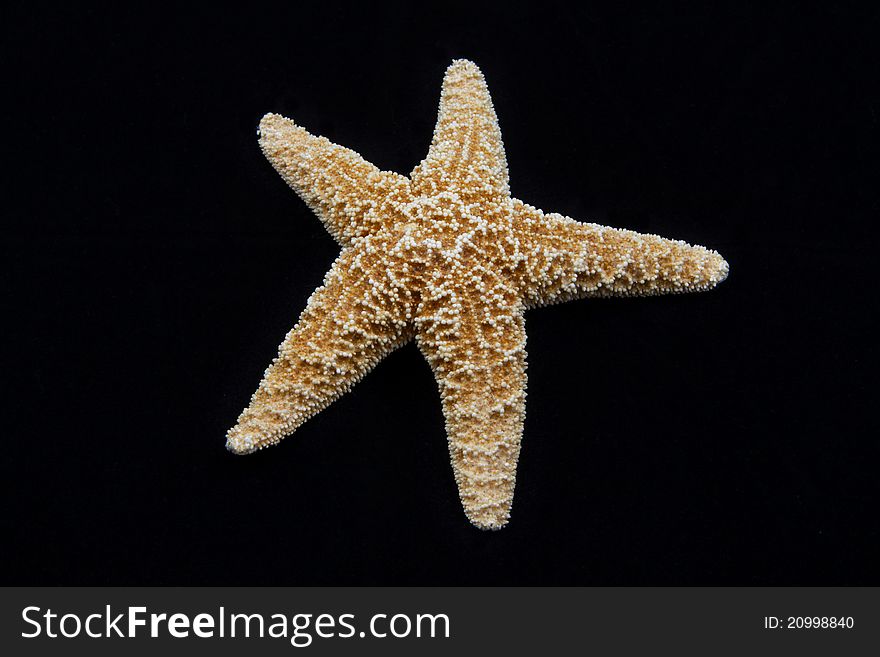 Closeup of a sea star isolated on black