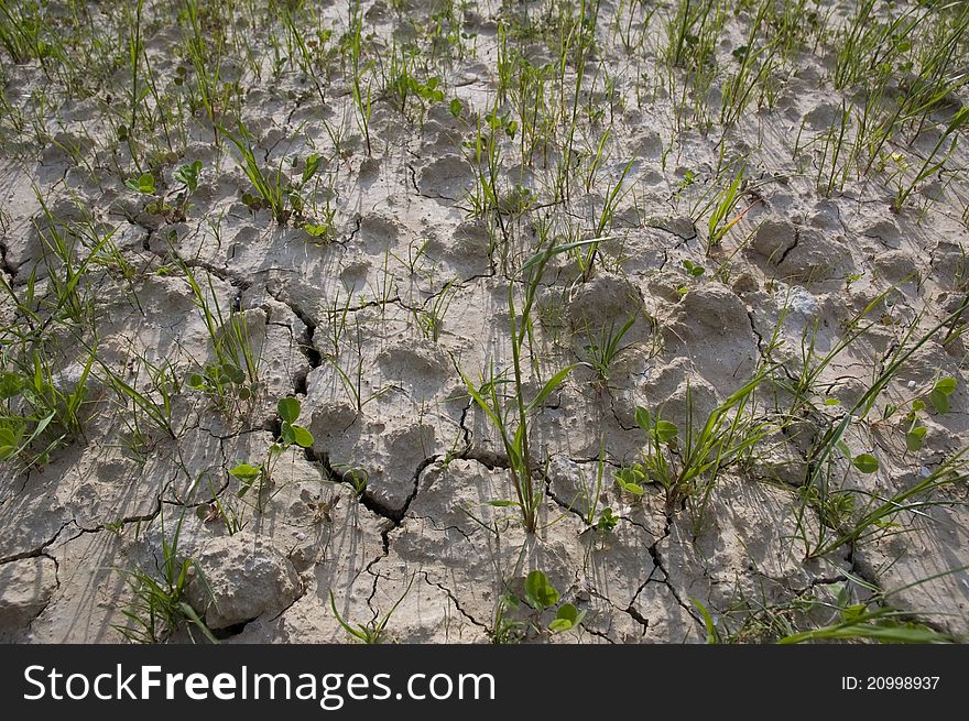 Little plants bursting up from dry soil. Little plants bursting up from dry soil