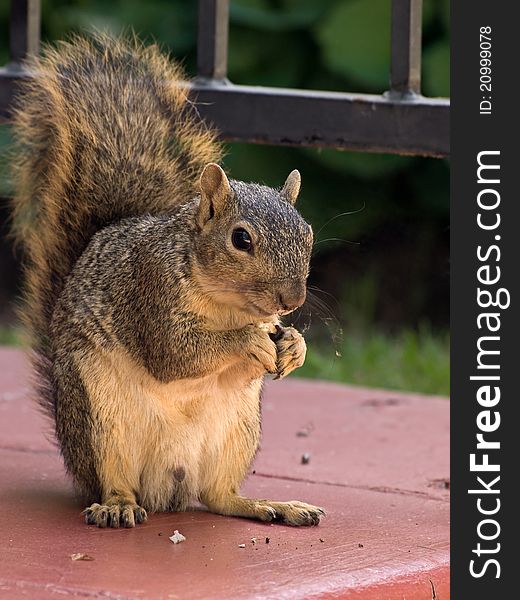 Squirrel standing and holding his food with both hands. Squirrel standing and holding his food with both hands