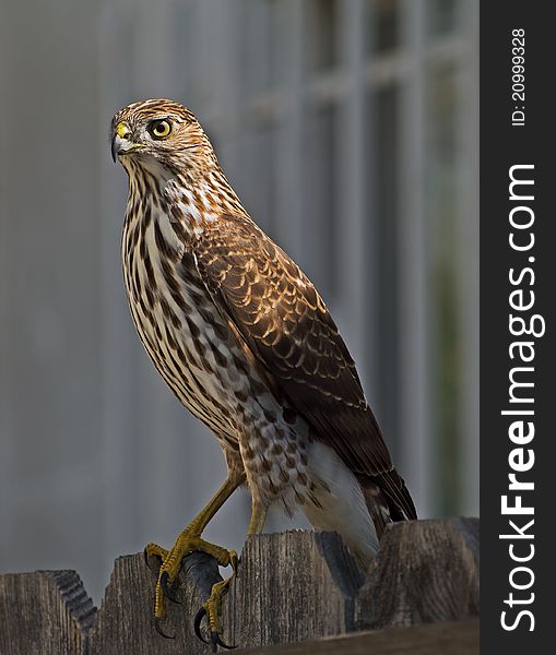 A hawk standing on a fence in a residential home's front yard,los angeles,california,fall 2009. A hawk standing on a fence in a residential home's front yard,los angeles,california,fall 2009.