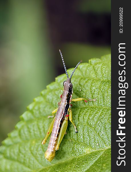 A brightly colored grasshopper resting on a leaf