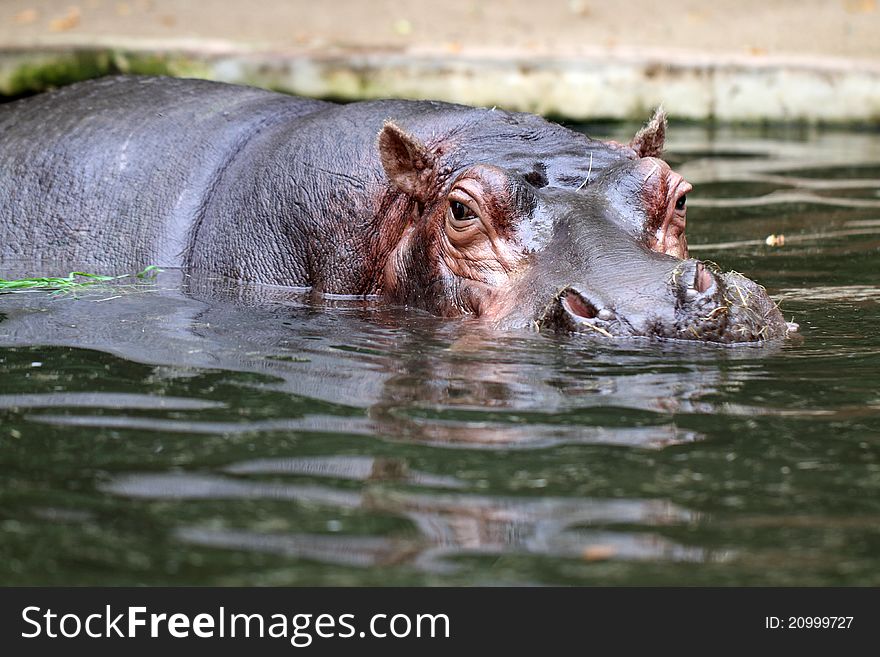 Details of a hippopotamus in water