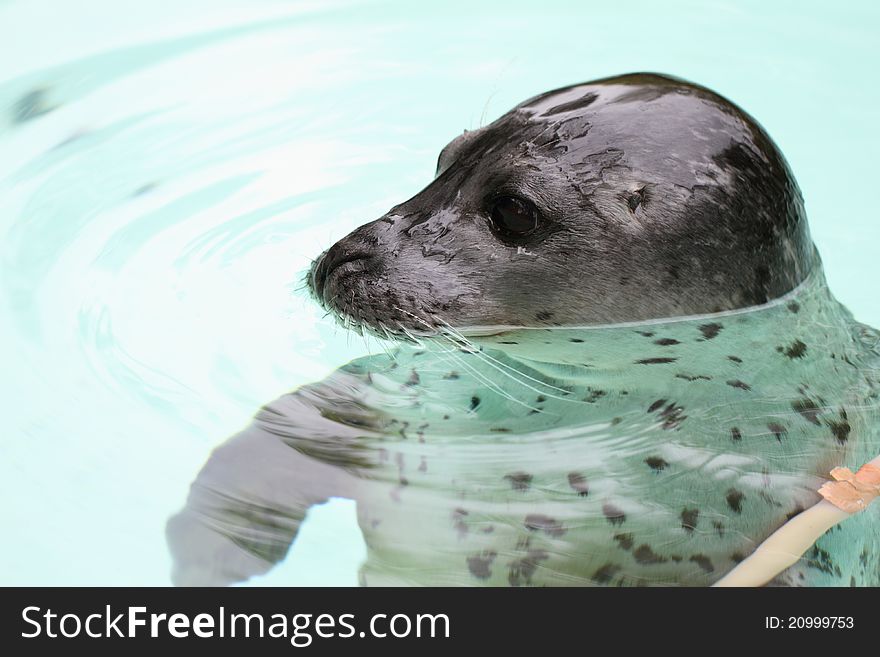 Details of a harbor seal