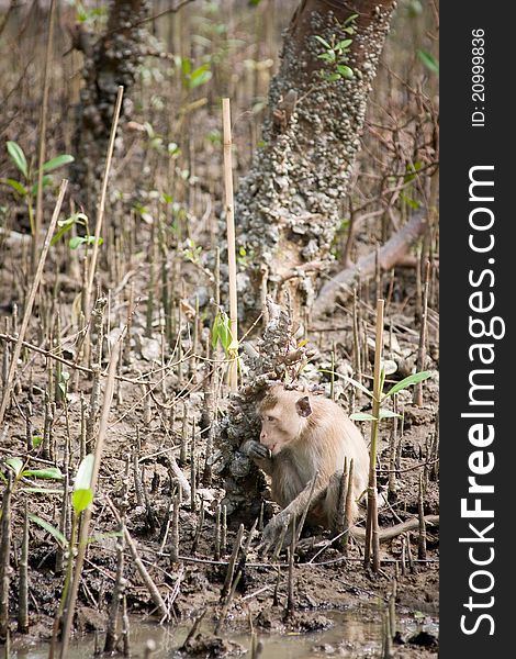 Monkey in mangrove forest