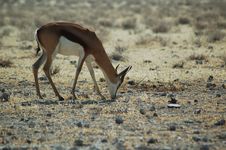 Springbok In Etosha 2 Royalty Free Stock Photo