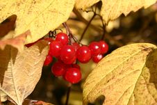 Red Berries Yellow Leaves Royalty Free Stock Photos Red Berries Yellow Leaves Royalty Free Stock Photos