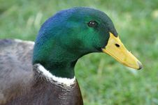Male Mallard Duck Stock Photo