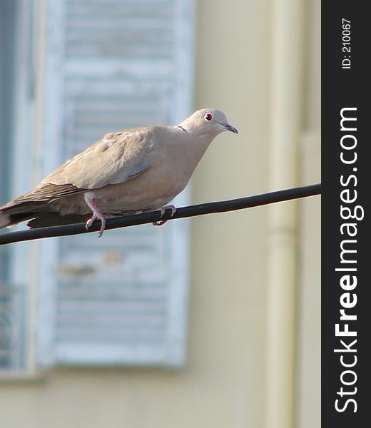 Collared dove on wire