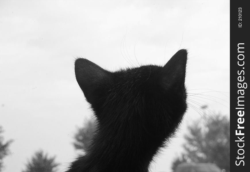 Kitten looking out of window. Kitten looking out of window