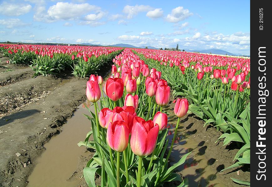 Pretty pink tulips with clouds. Pretty pink tulips with clouds