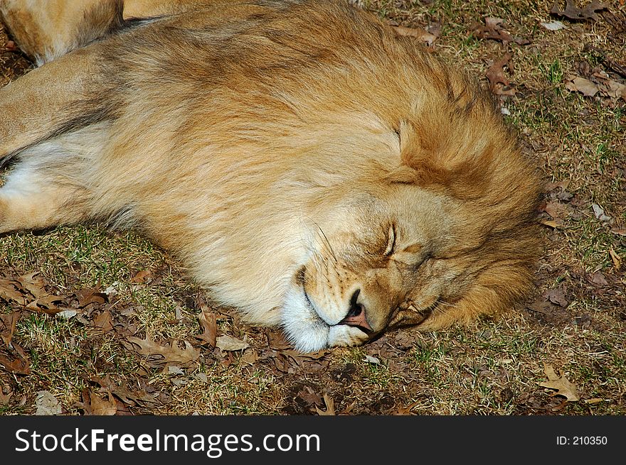 African Lion lying on the ground sleeping. African Lion lying on the ground sleeping