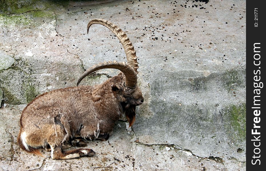 An ibex lying down