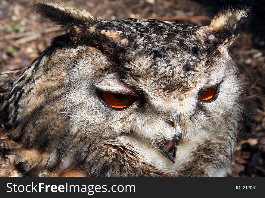 An owl in closeup. An owl in closeup