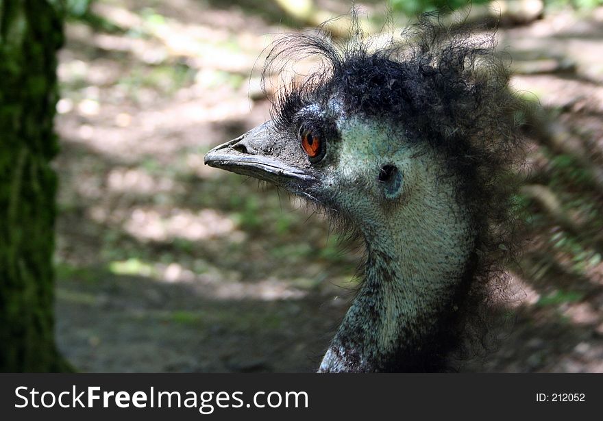 An ostrich with a very bad hair-day. An ostrich with a very bad hair-day