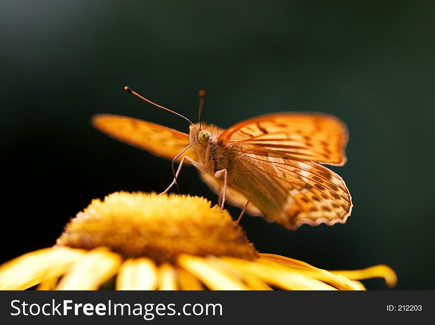 Orange butterfly with wings spread on yellow flower