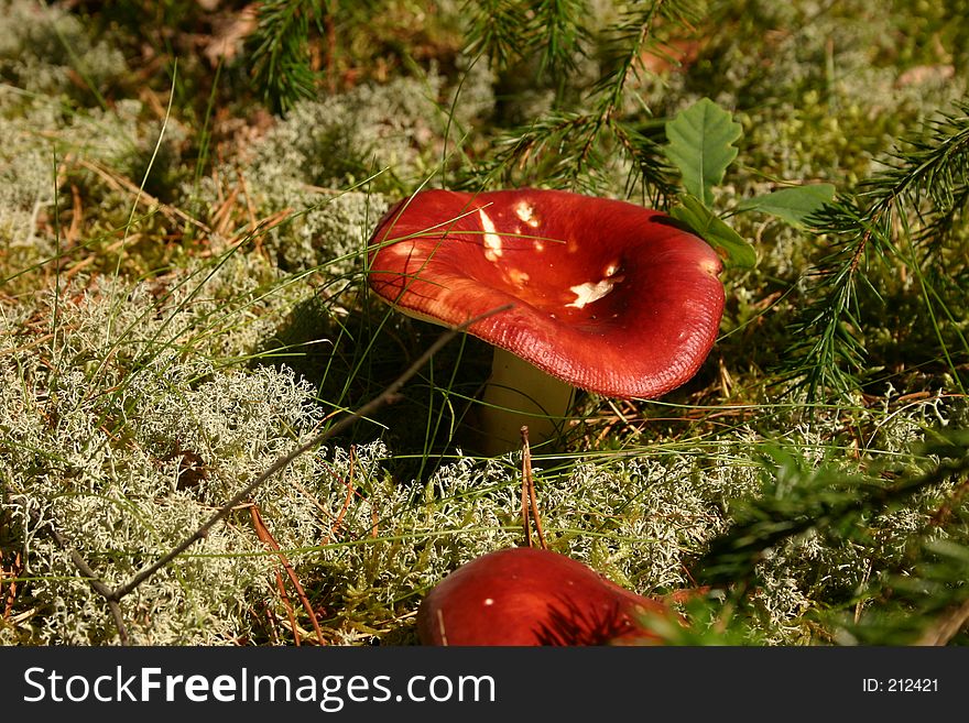 A red mushroom