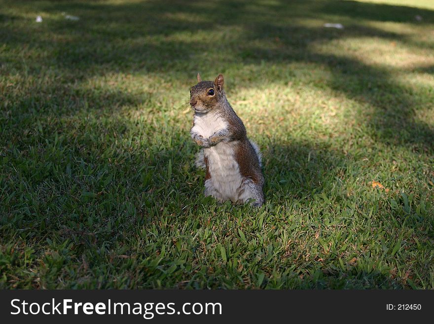 Squirrel standing