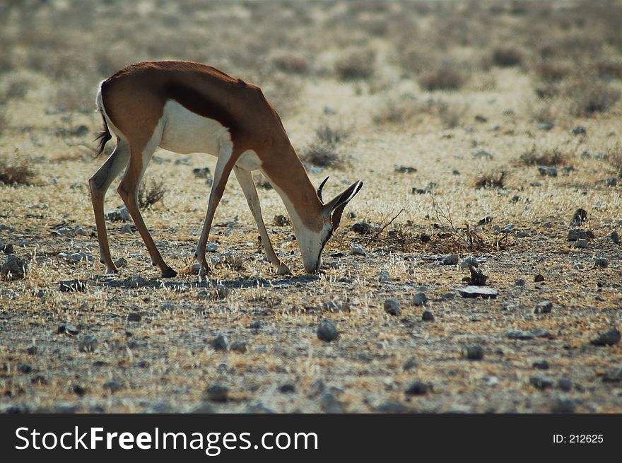 Springbok in Etosha 2