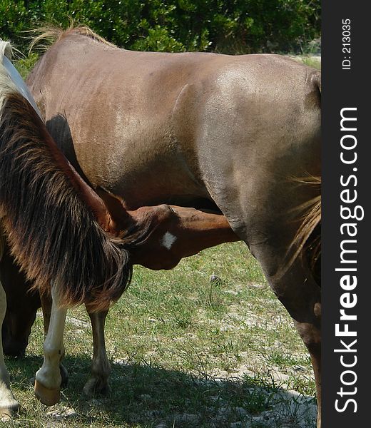 Young colt feeding. Young colt feeding