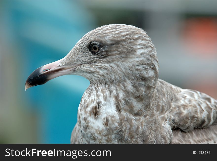 Grey Gull background for colors