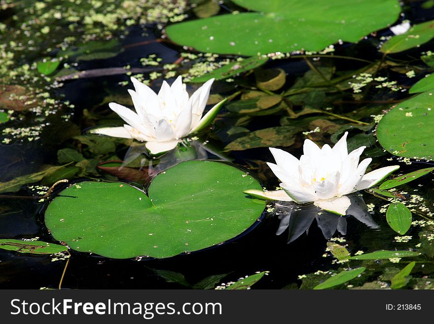 Lilies In A Pond