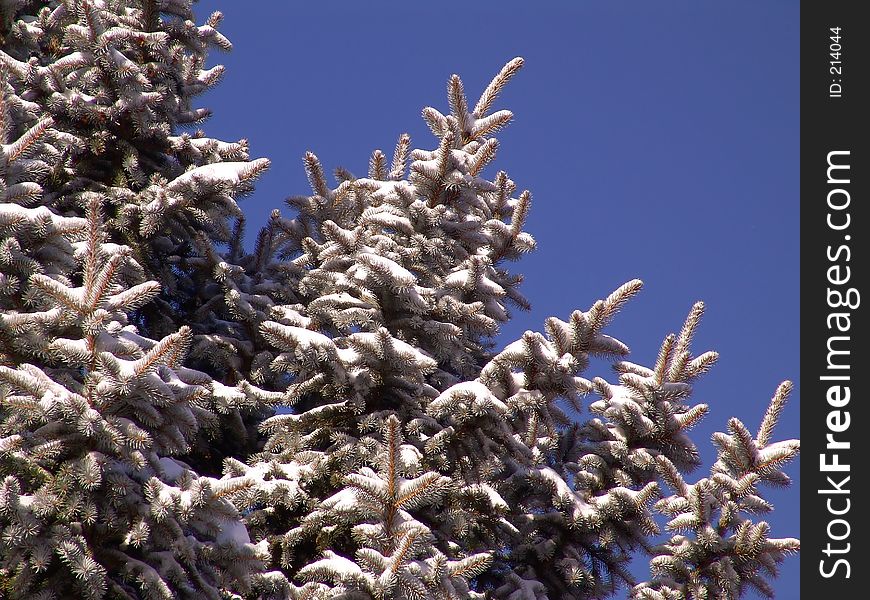 Pinetree top with snow against blue sky. Pinetree top with snow against blue sky