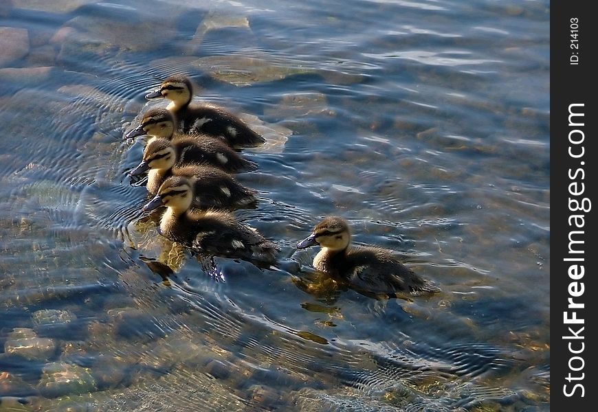 Lining up of little ducklings