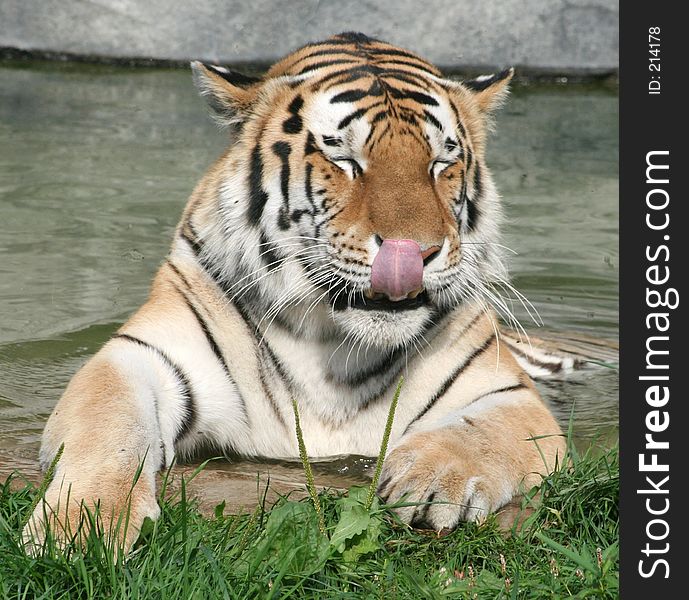 A Siberian tiger licking its lips. A Siberian tiger licking its lips
