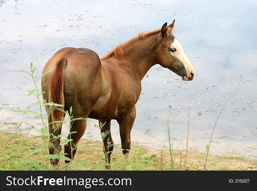 Chestnut Filly By the Water