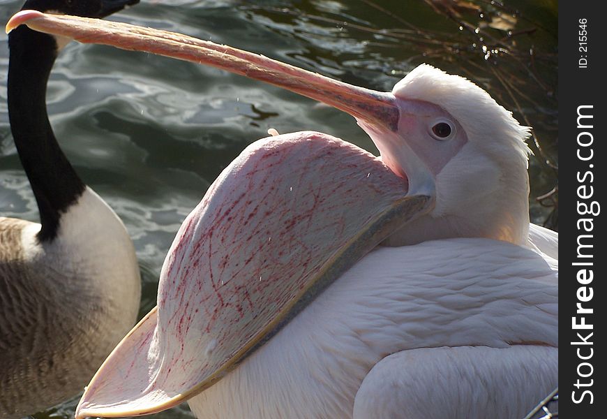 I had to take the photo of the pelican's sack folded back to front looked very funny