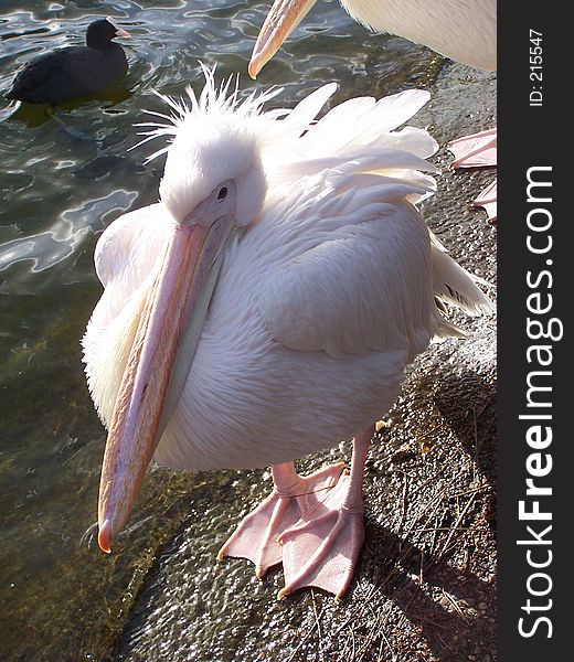 Beautiful pelican in the park