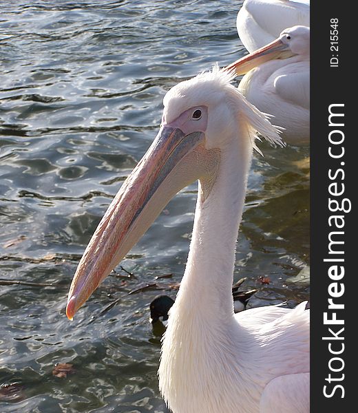 Pelican in the park