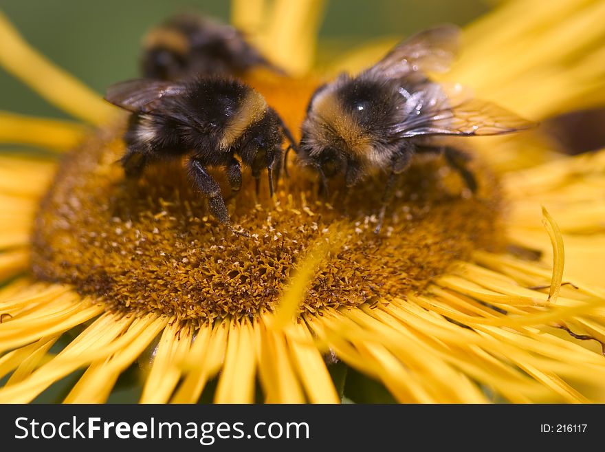 A swarm of bees on a yellow flower