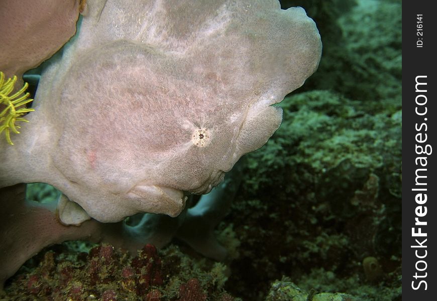 Frogfish Head