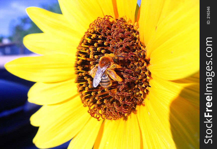 Bee On Yellow Flower