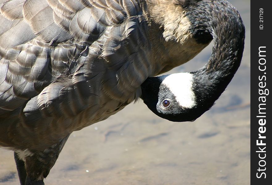 Canadian Goose preening it's chest feathers. Canadian Goose preening it's chest feathers