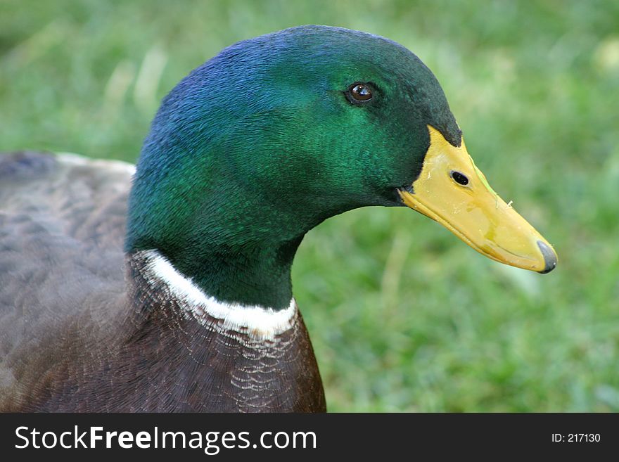 Close-up of the head of a male Mallard duck