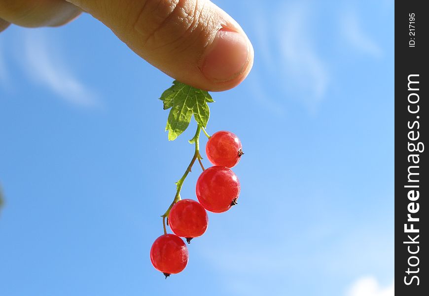 Holding red currant with sky on a background. Holding red currant with sky on a background