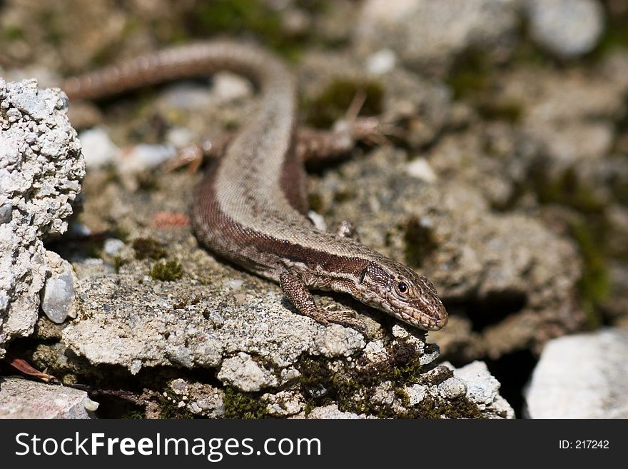 Gecko crawling between rocks