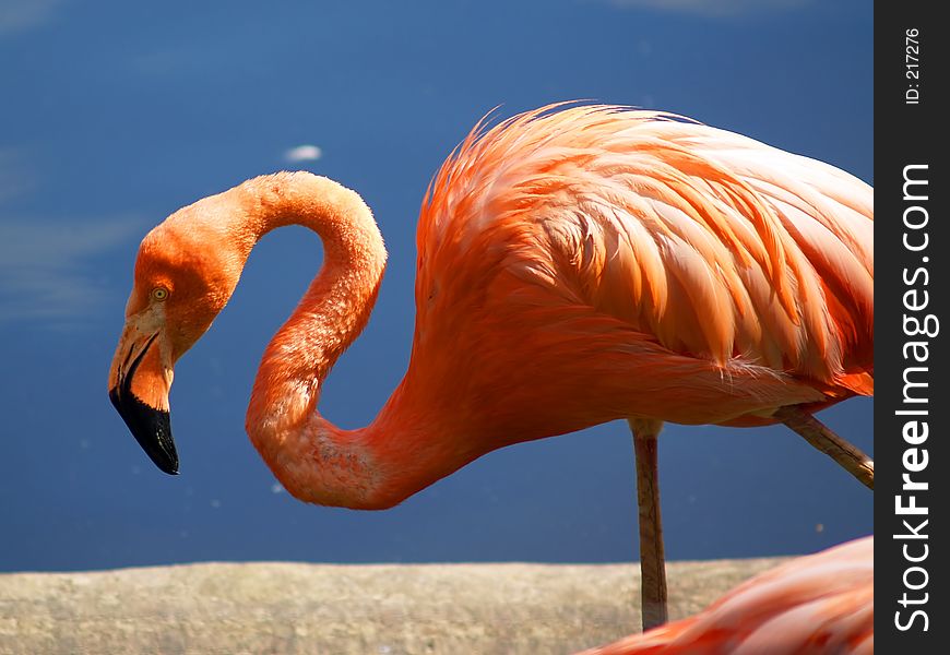 Flamingo, Moscow Zoo. Flamingo, Moscow Zoo
