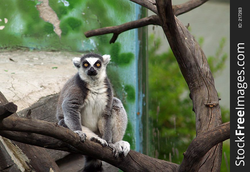 Lemur, Moscow Zoo