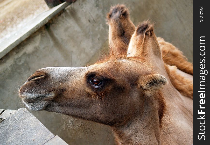 Camel, Moscow Zoo