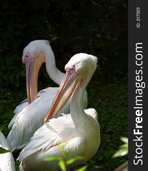 Pelican, Moscow Zoo. Pelican, Moscow Zoo