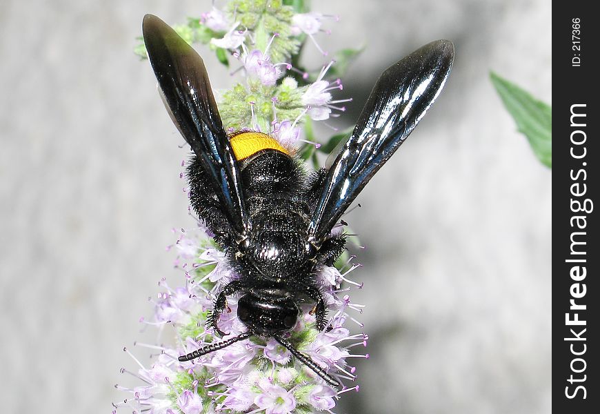 A black (and a little yellow) bee. A black (and a little yellow) bee