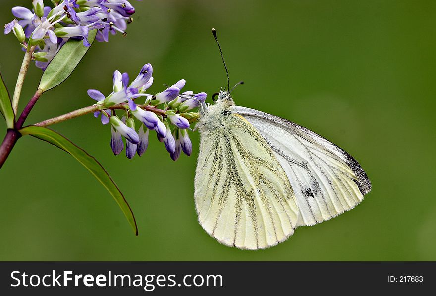 Green Veined White butterfly on flower of buddleia bush. Green Veined White butterfly on flower of buddleia bush