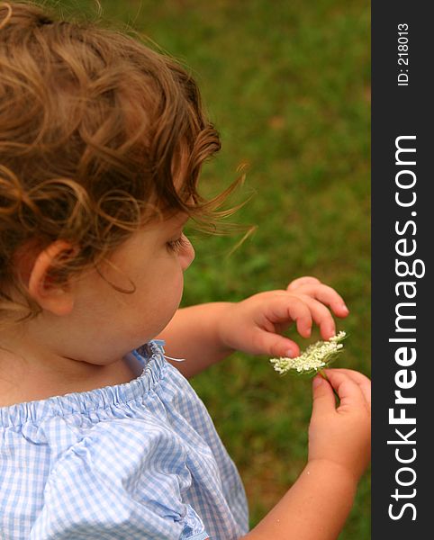 Little girl playing with queen annes lace flower. Little girl playing with queen annes lace flower