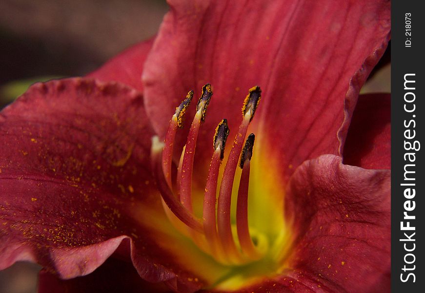 A close-up of a beautiful lily. A close-up of a beautiful lily